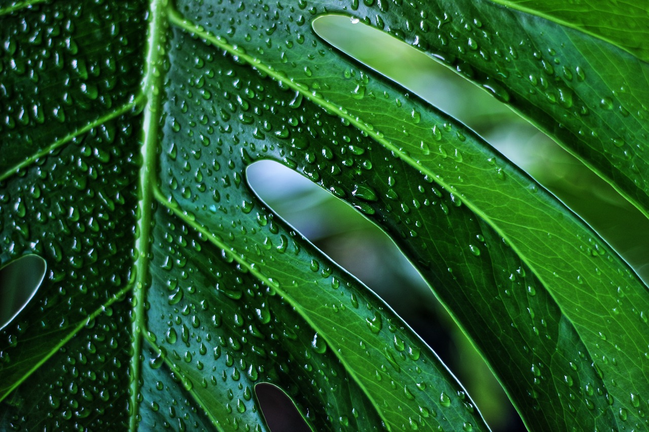 Investing in a Green Future: The Rise of ESG Funds